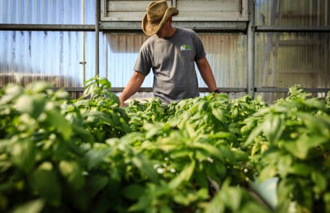 С КАКВО ДА ЗАМЕНИМ “НЕЗАМЕНИМИТЕ” ИНСЕКТИЦИДИ БИ-58 И НУРЕЛЕ Д