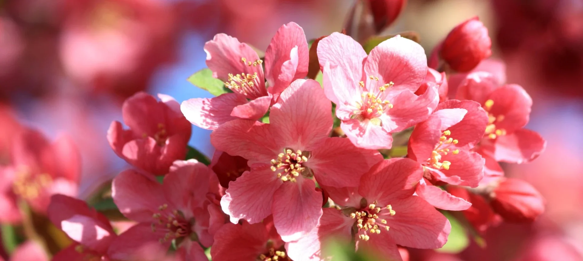 Основните правила на резитба