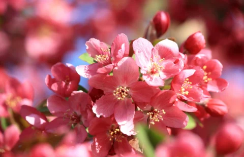 Основните правила на резитба