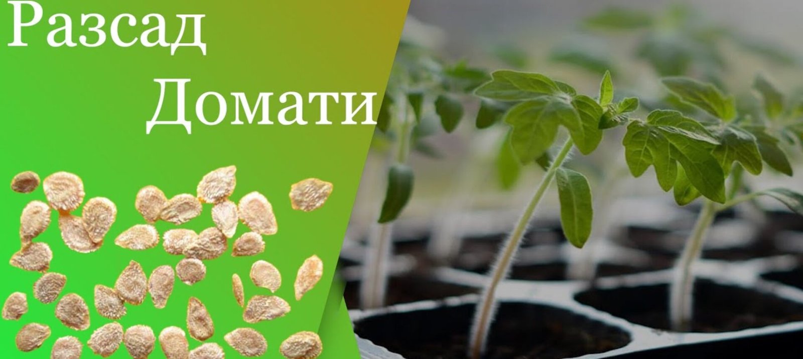 Отглеждане на разсад: Пълно ръководство за успешна градина