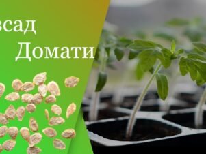 Отглеждане на разсад: Пълно ръководство за успешна градина