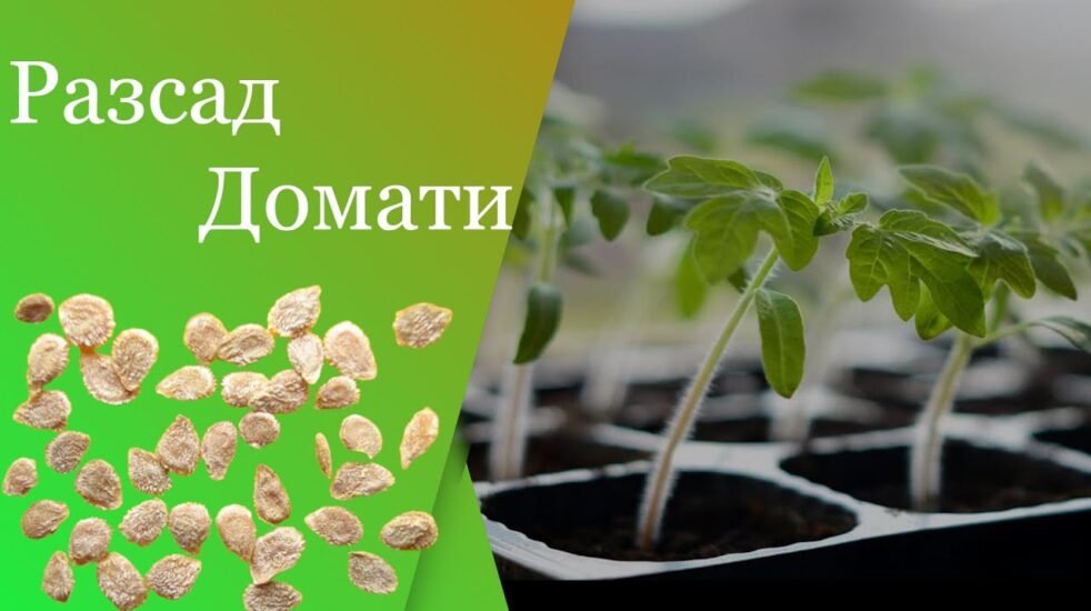 Отглеждане на разсад: Пълно ръководство за успешна градина