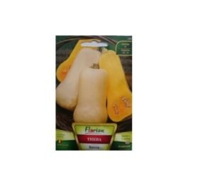 Тиква Виола (цигулка)