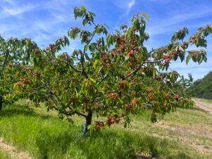 Череши: Как да осигурим добра реколта и да предотвратим основните проблеми при отглеждането им
