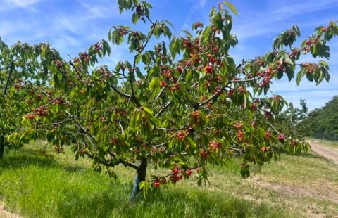 Череши: Как да осигурим добра реколта и да предотвратим основните проблеми при отглеждането им