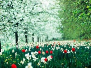 Градината през май