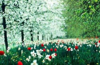 Градината през май