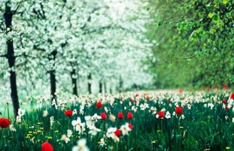 Градината през май