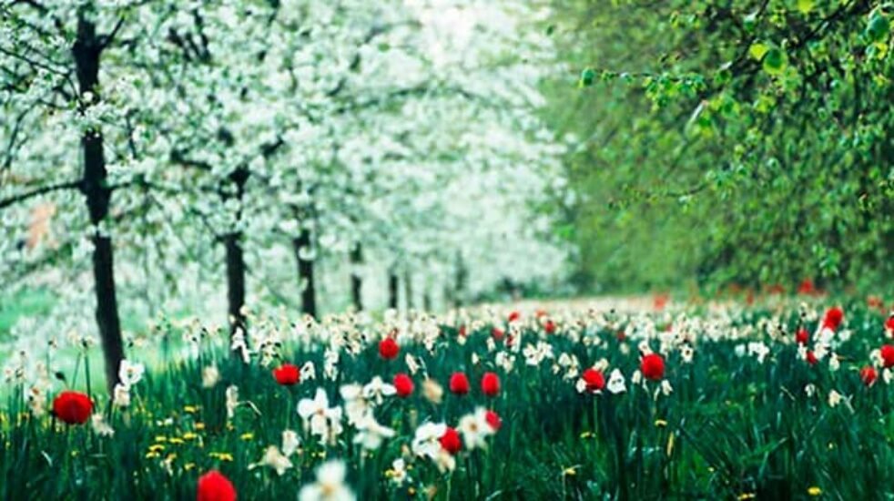 Градината през май