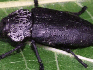 Борба с черната златка (Capnodis tenebrionis) при овощни култури – биологичен и химичен контрол