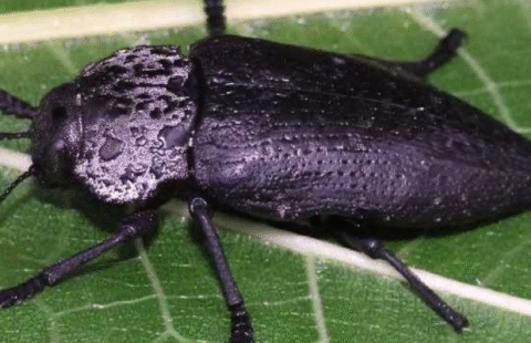 Борба с черната златка (Capnodis tenebrionis) при овощни култури – биологичен и химичен контрол