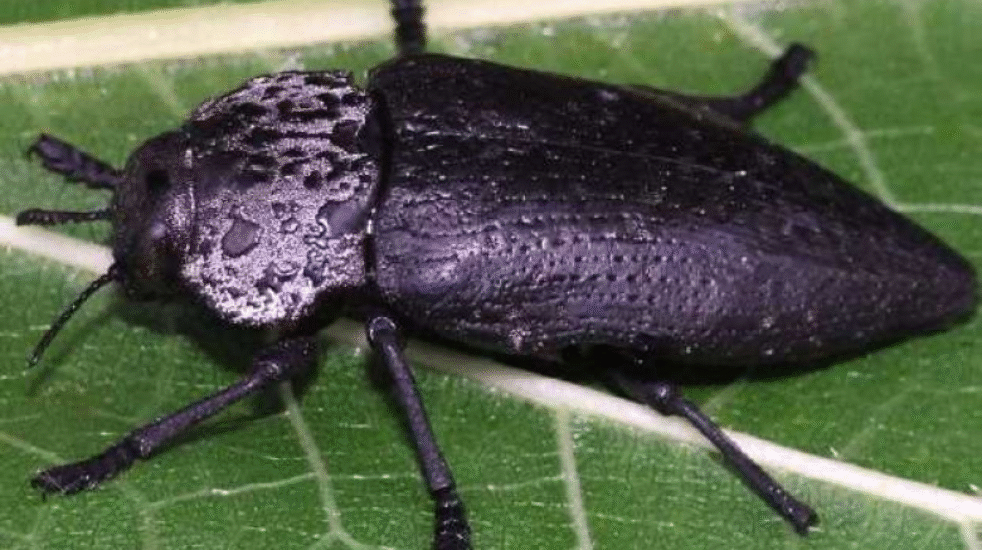 Борба с черната златка (Capnodis tenebrionis) при овощни култури – биологичен и химичен контрол