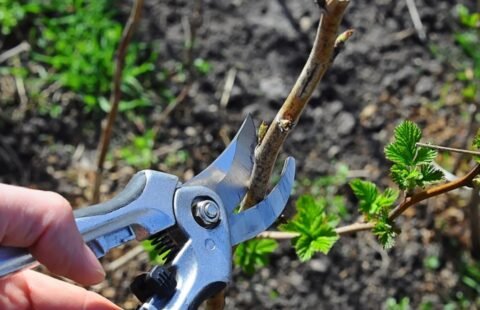 Подготовка на градинските инструменти и пролетното присаждане