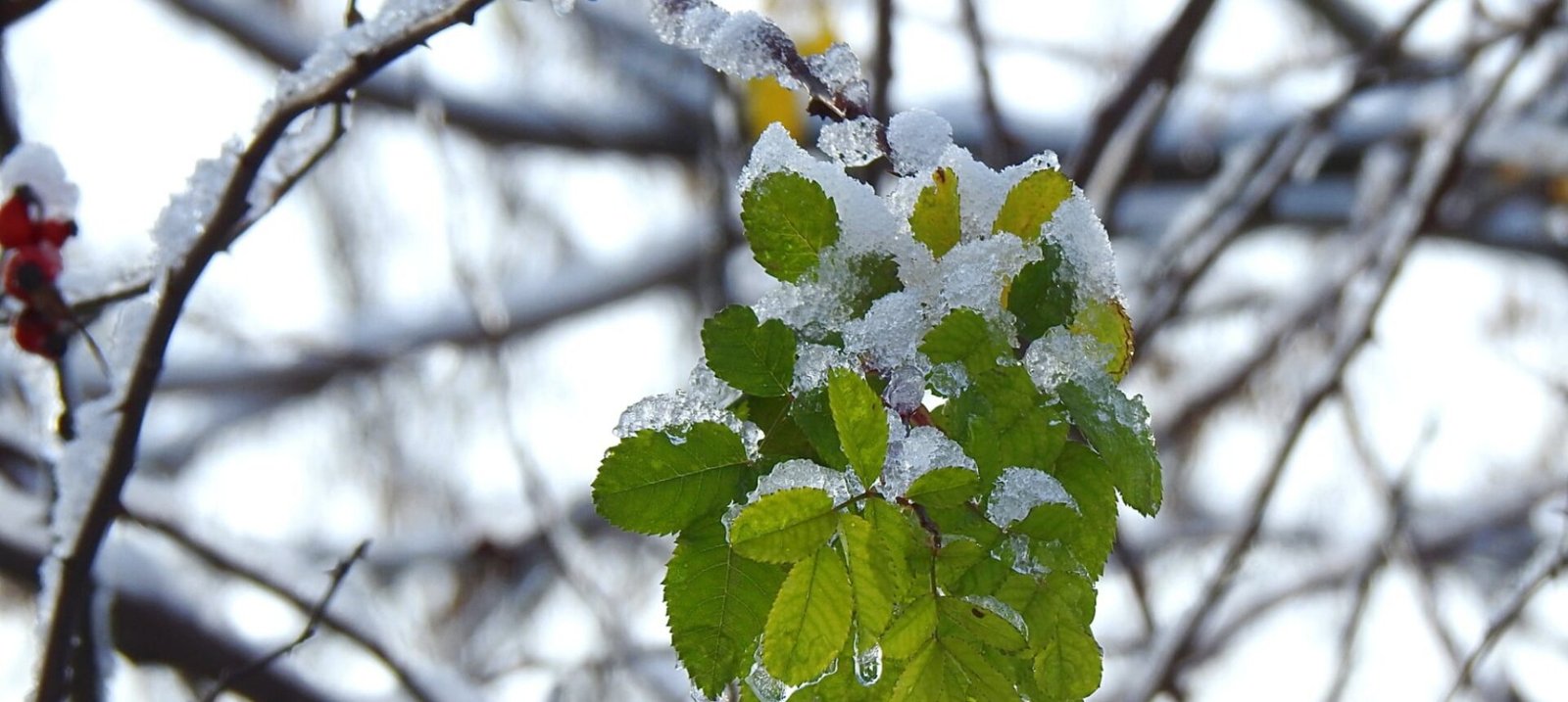 През зимата в градината