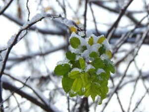 През зимата в градината