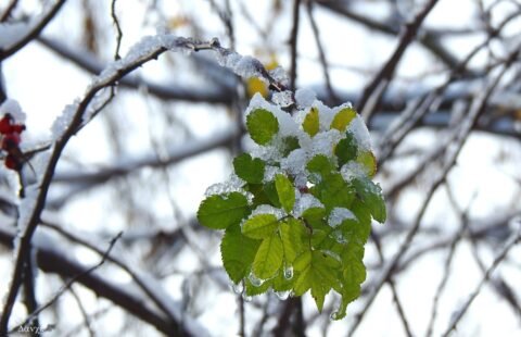 През зимата в градината