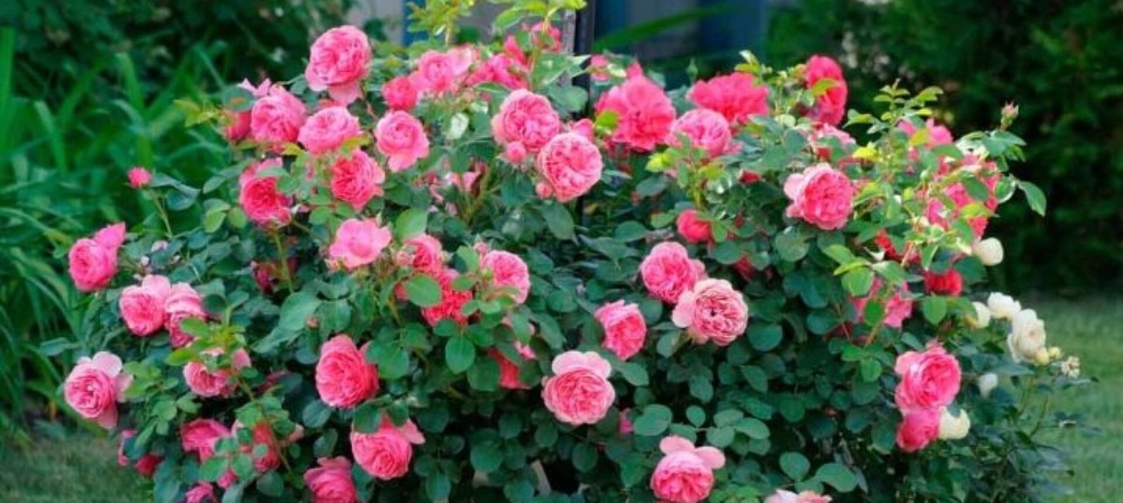 Резитба на розите