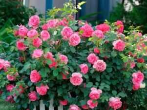 Резитба на розите