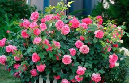 Резитба на розите