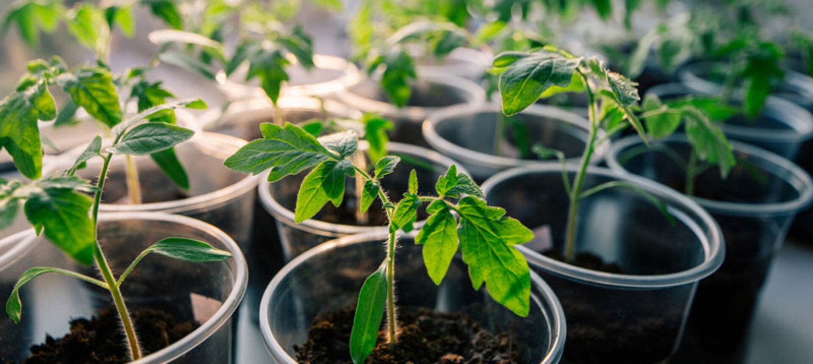 Разсади – подготовка за реколта