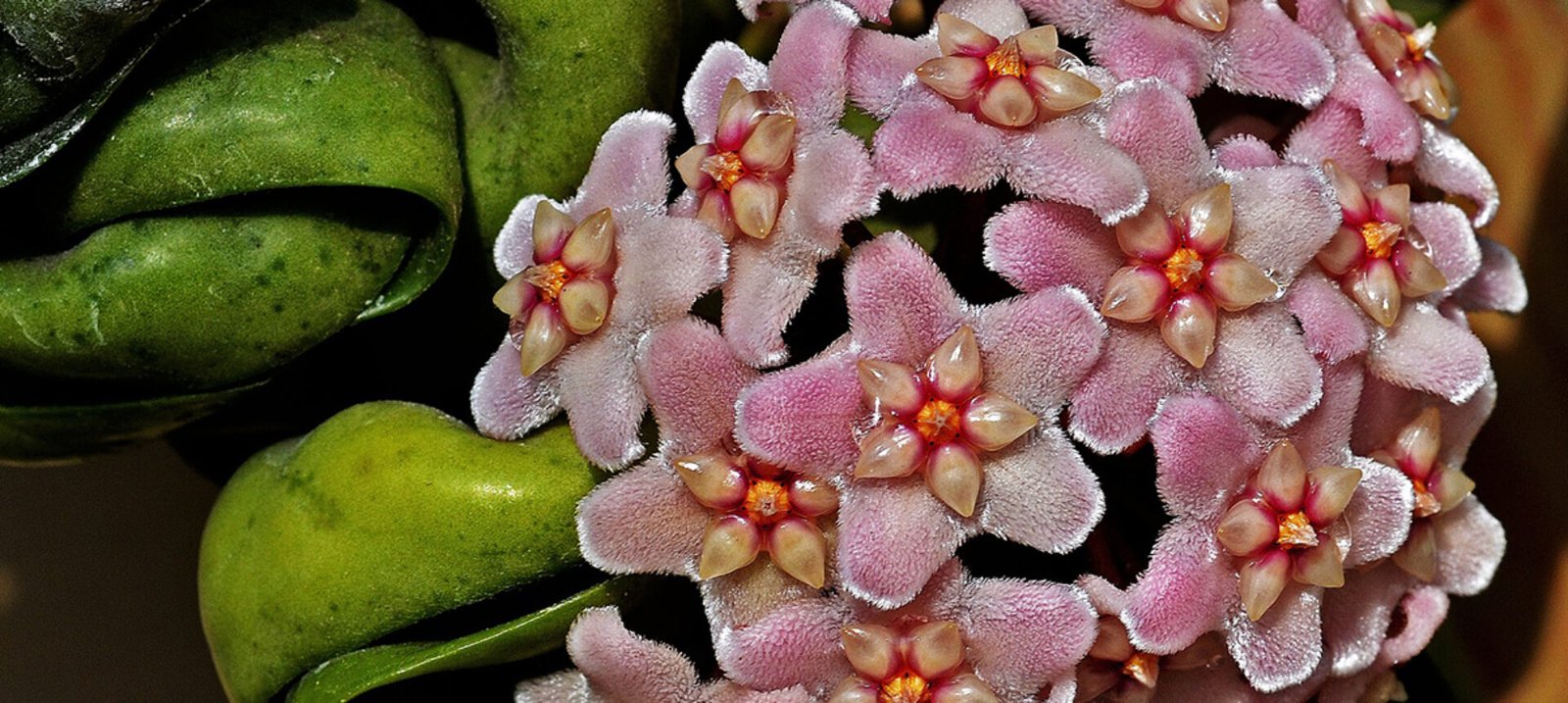 Хоята – аромат и красота