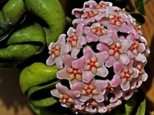 Хоята – аромат и красота