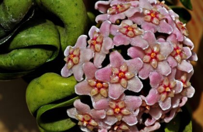 Хоята – аромат и красота