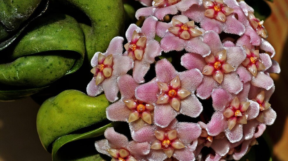 Хоята – аромат и красота