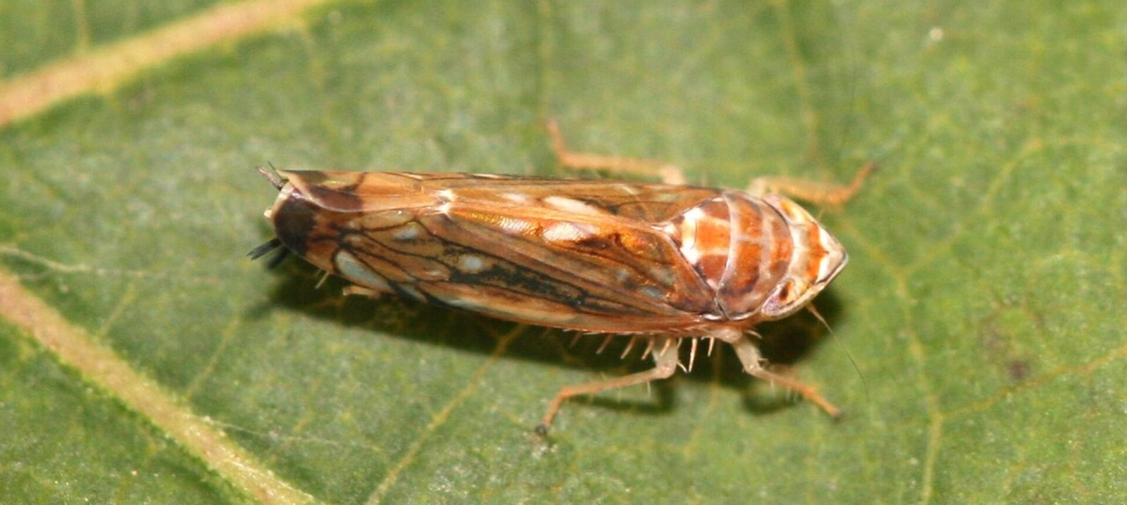 Заплаха за лозята