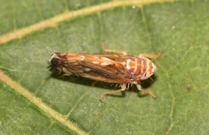 Заплаха за лозята