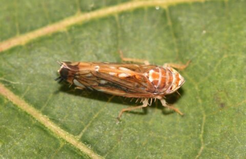 Заплаха за лозята