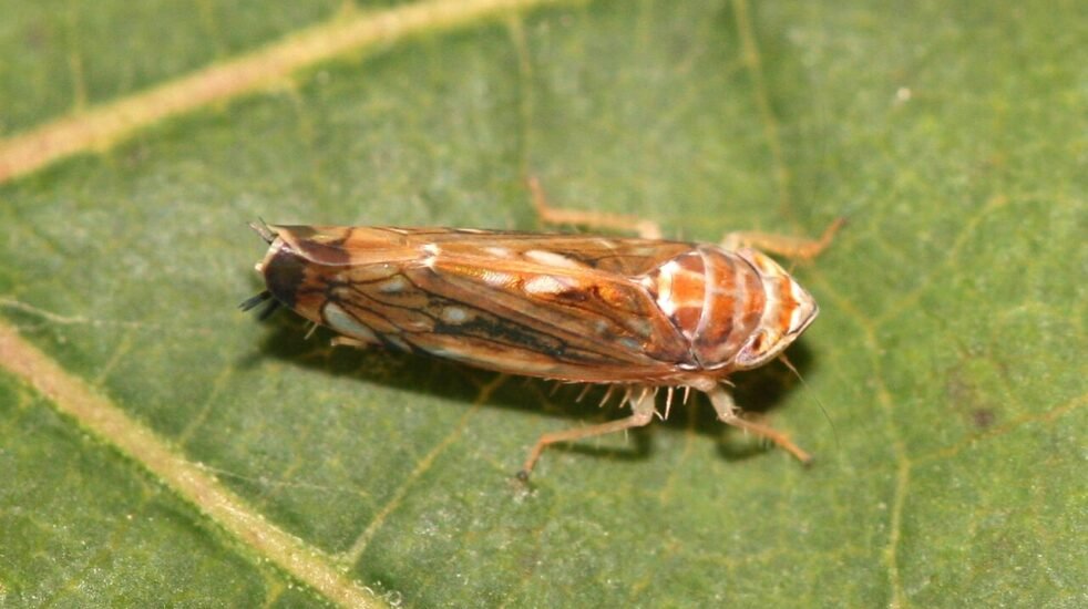 Заплаха за лозята