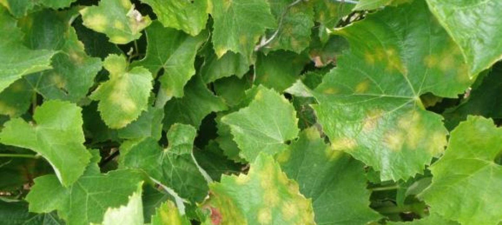 Важни подсещания за маната по лозата