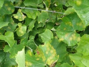 Важни подсещания за маната по лозата