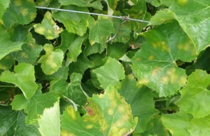 Важни подсещания за маната по лозата