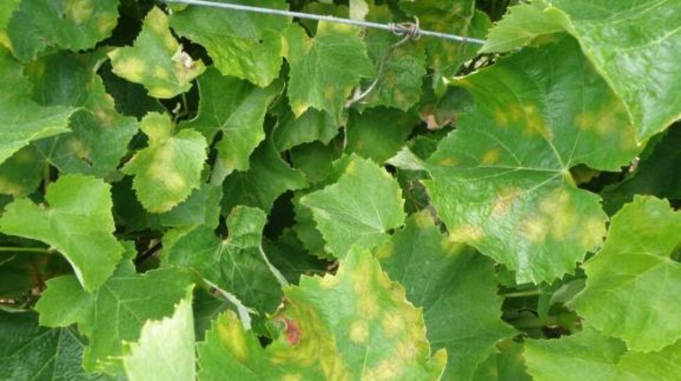 Важни подсещания за маната по лозата