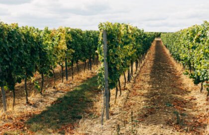 Екскориоза по лозата