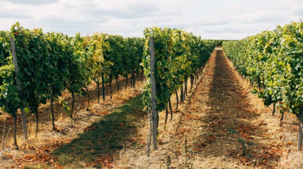 Екскориоза по лозата